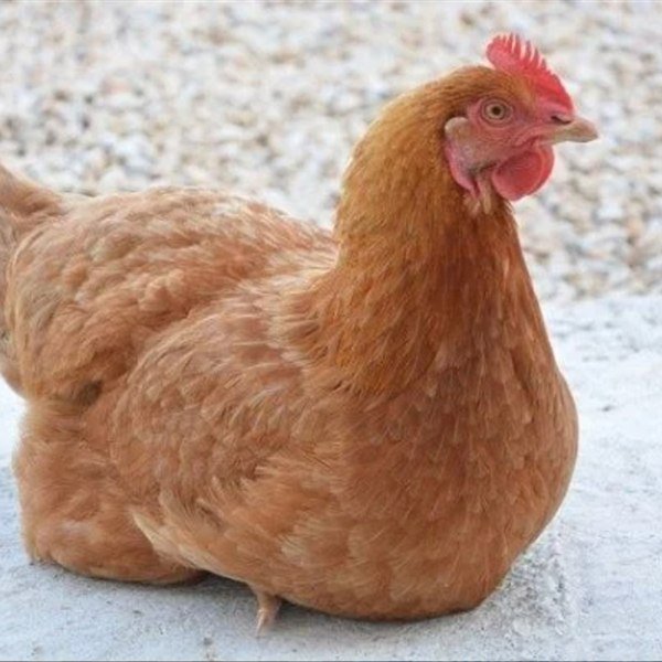 Vištoms